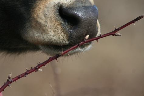 Here is Tommy, sniffing to see if he wants to eat the briar.