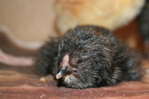 Napping newborn chick