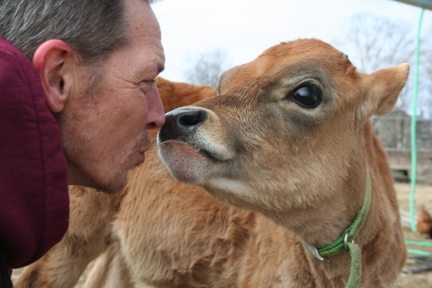 Cow kisses