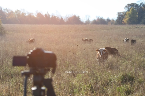 Not my camera but that is my cattle on the farm! 