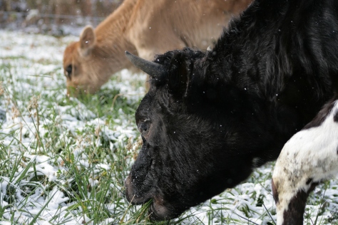 Older cattle teaching the younger to eat "grassicles"